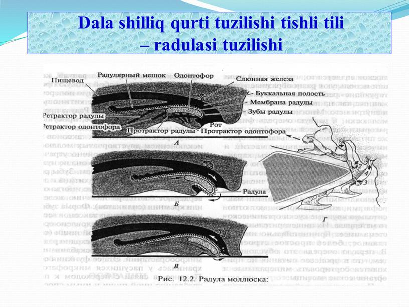 Dala shilliq qurti tuzilishi tishli tili – radulasi tuzilishi