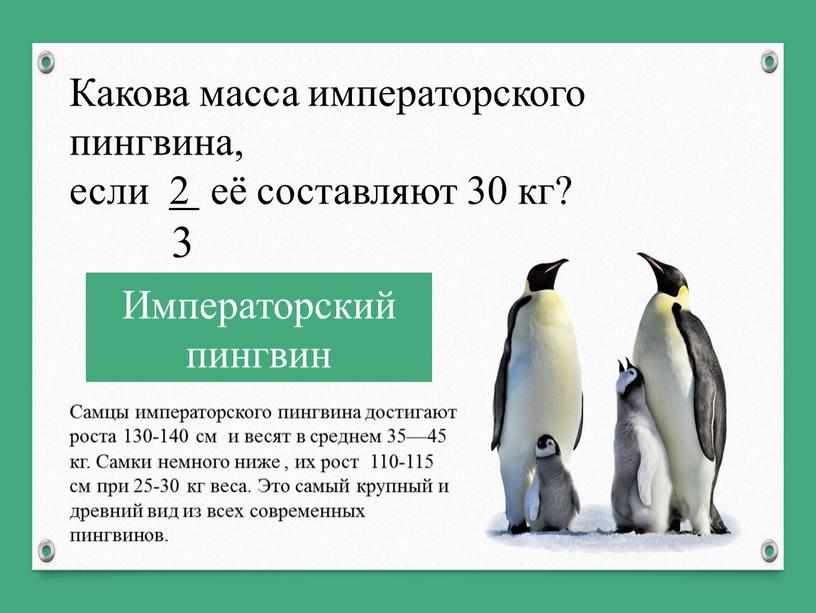 Какова масса императорского пингвина, если 2 её составляют 30 кг? 3