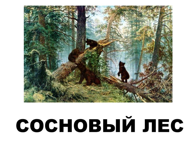 СОСНОВЫЙ ЛЕС