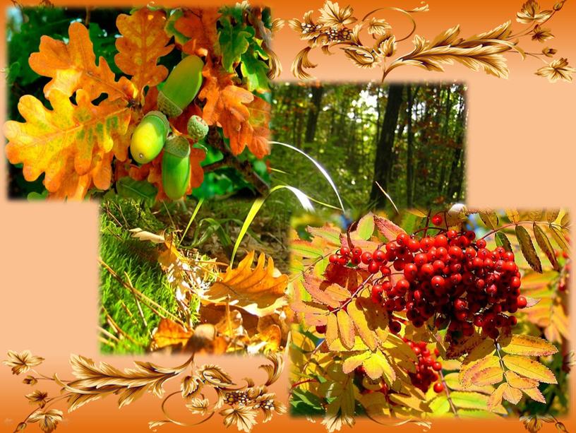 Виртуальная экскурсия "Осенние явления в природе"