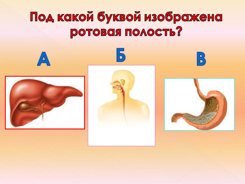 Под какой буквой изображена ротовая полость?