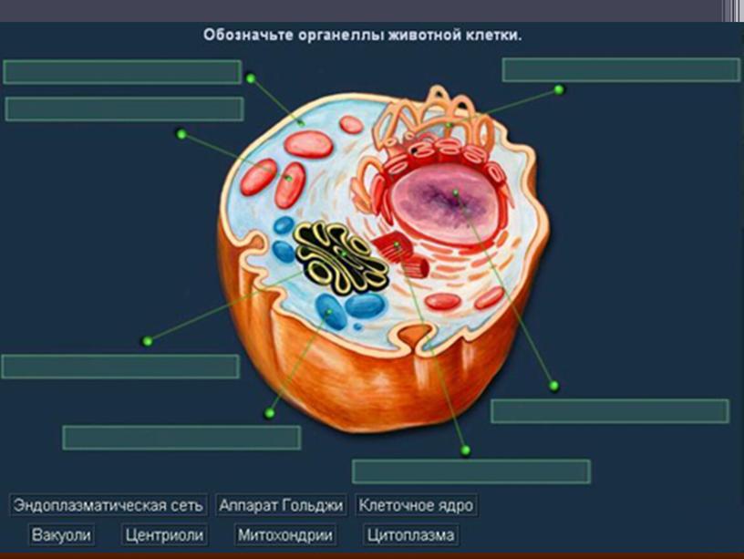 Понятие о микроорганизмах.