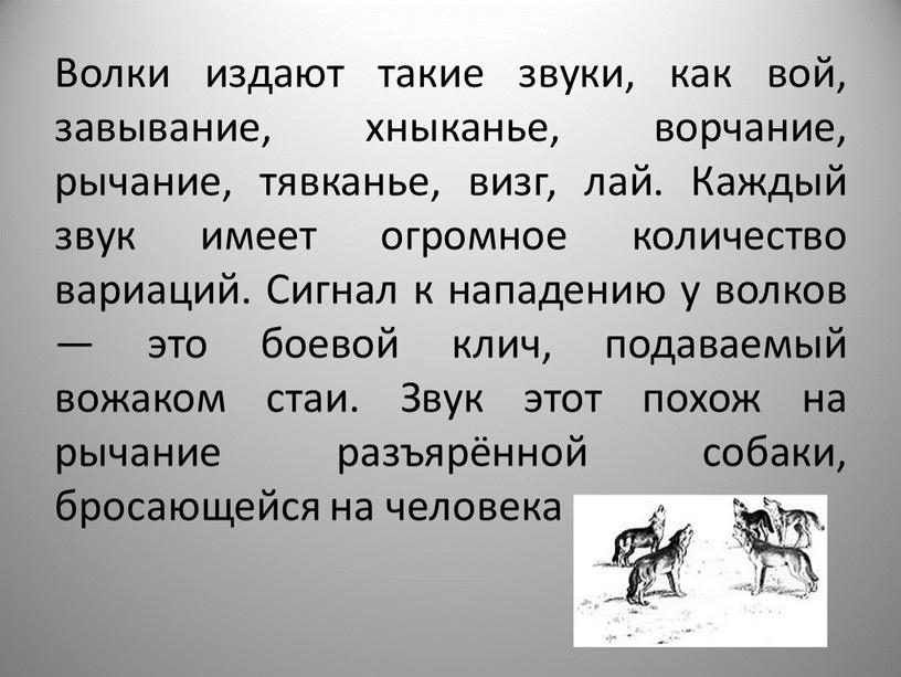 Волки издают такие звуки, как вой, завывание, хныканье, ворчание, рычание, тявканье, визг, лай