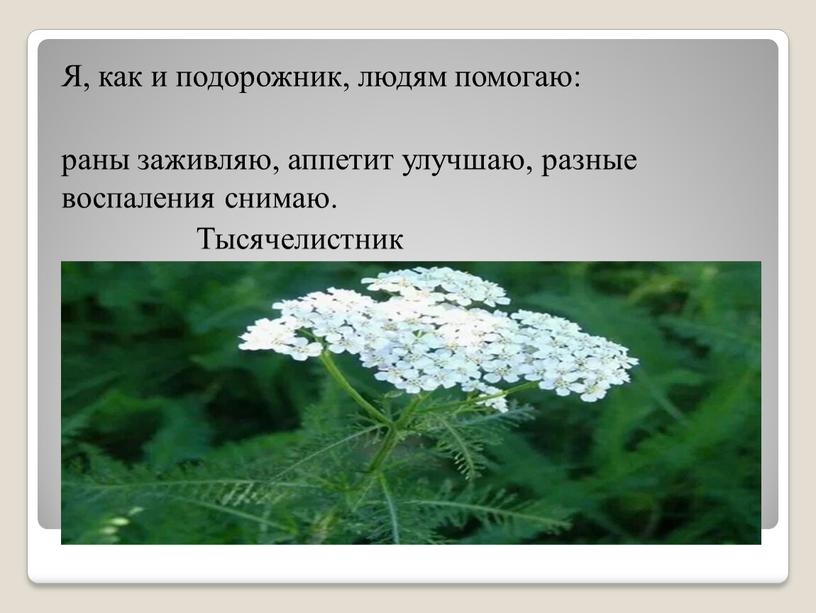 Я, как и подорожник, людям помогаю: раны заживляю, аппетит улучшаю, разные воспаления снимаю