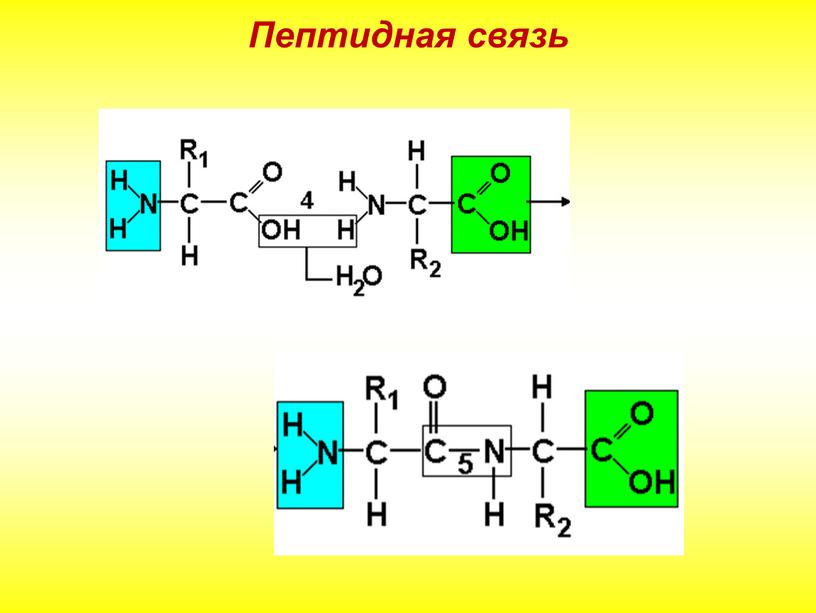 Пептидная связь