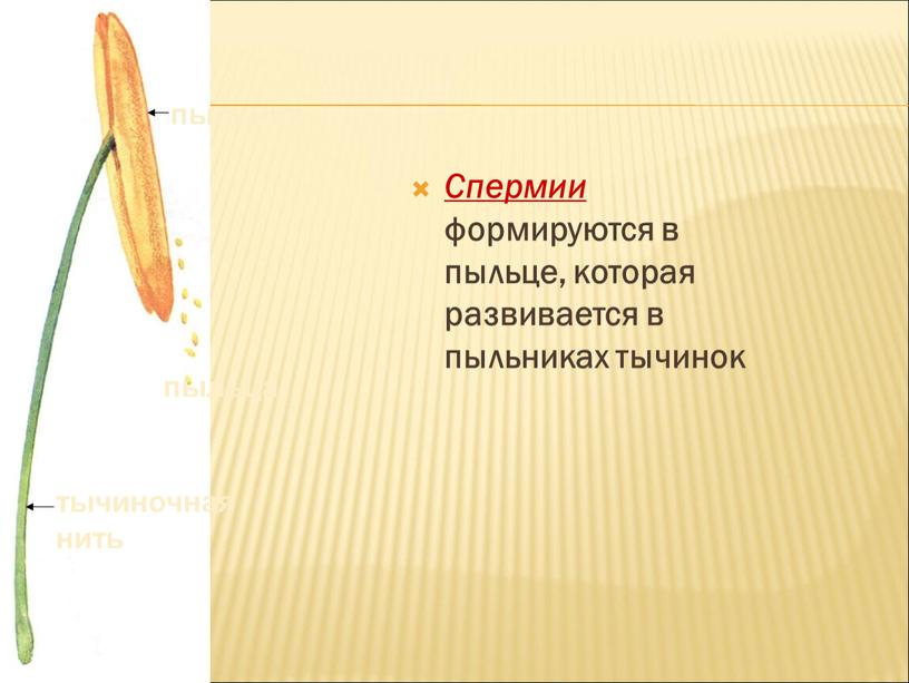 Спермии формируются в пыльце, которая развивается в пыльниках тычинок пыльник пыльца тычиночная нить