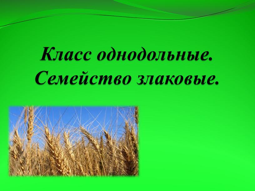 Класс однодольные. Семейство злаковые