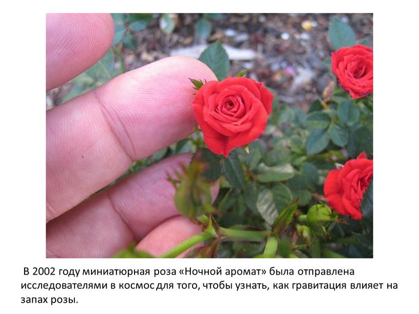В 2002 году миниатюрная роза «Ночной аромат» была отправлена исследователями в космос для того, чтобы узнать, как гравитация влияет на запах розы