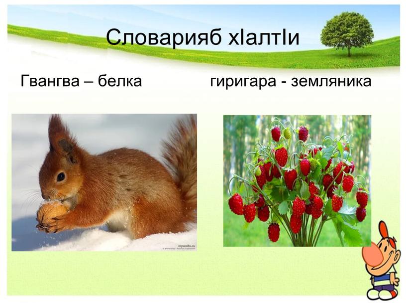Словарияб хIалтIи Гвангва – белка гиригара - земляника