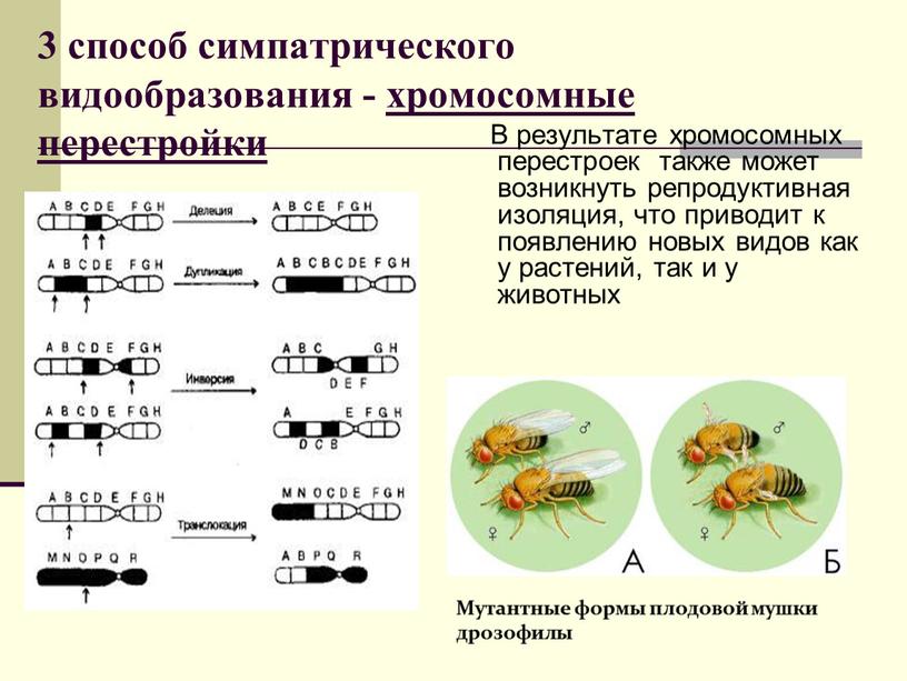 В результате хромосомных перестроек также может возникнуть репродуктивная изоляция, что приводит к появлению новых видов как у растений, так и у животных