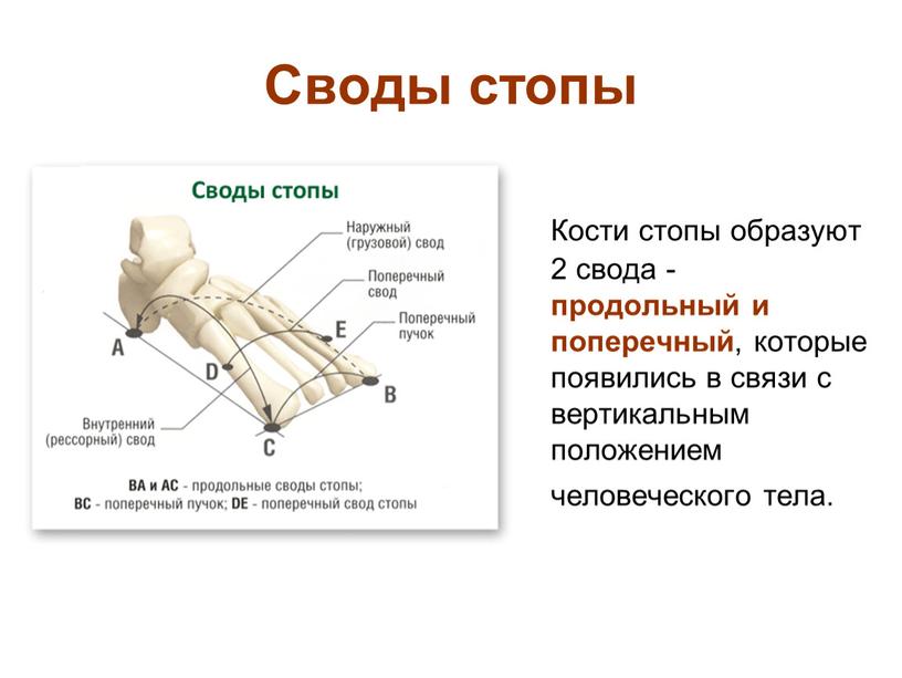 Своды стопы Кости стопы образуют 2 свода - продольный и поперечный , которые появились в связи с вертикальным положением человеческого тела