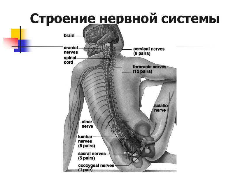 Строение нервной системы