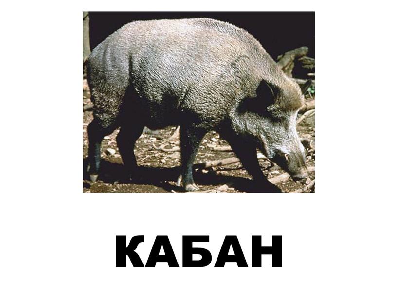 КАБАН