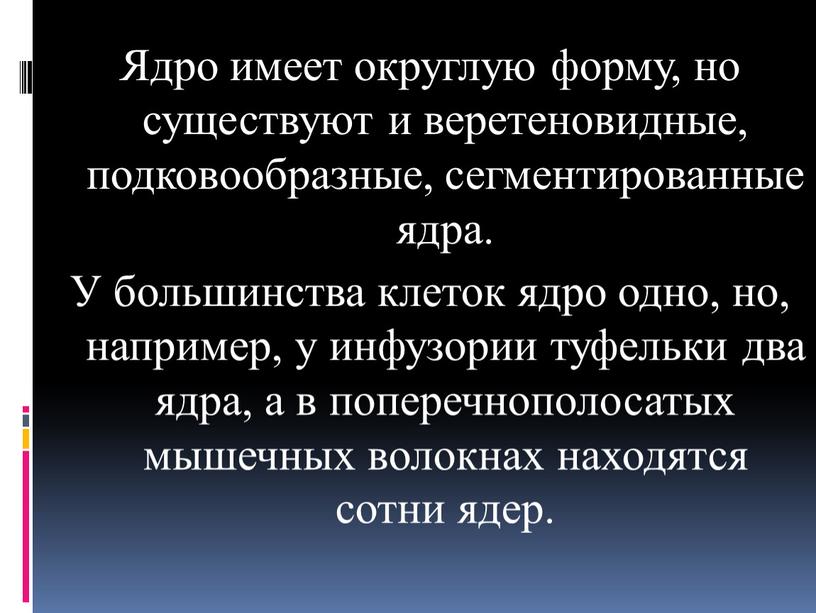 Ядро имеет округлую форму, но существуют и веретеновидные, подковообразные, сегментированные ядра