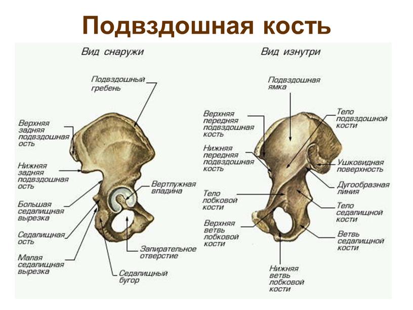 Подвздошная кость