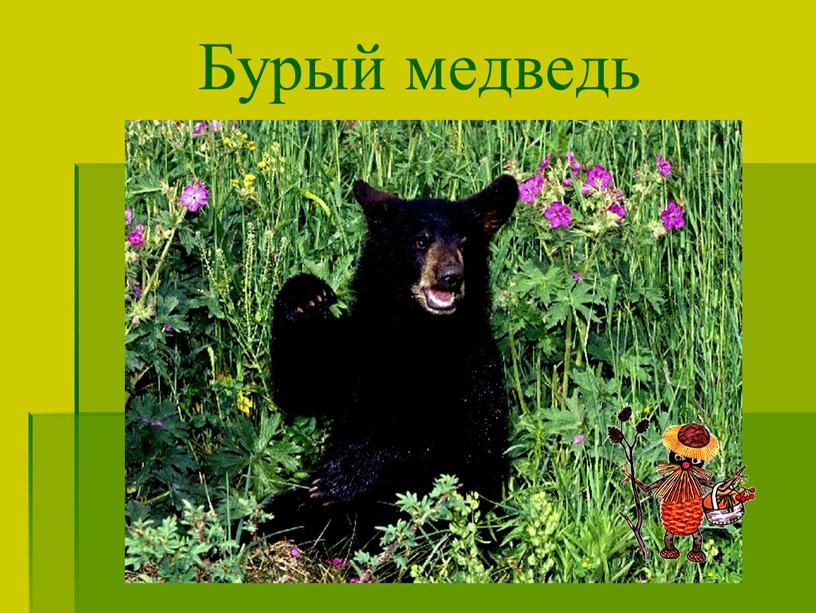 Бурый медведь