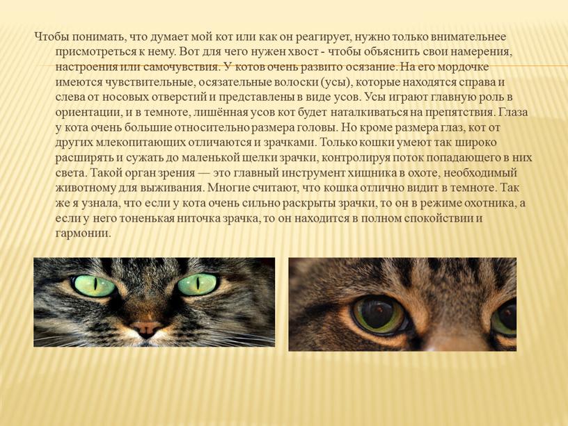 Чтобы понимать, что думает мой кот или как он реагирует, нужно только внимательнее присмотреться к нему