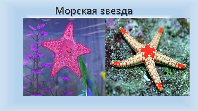 Морская звезда