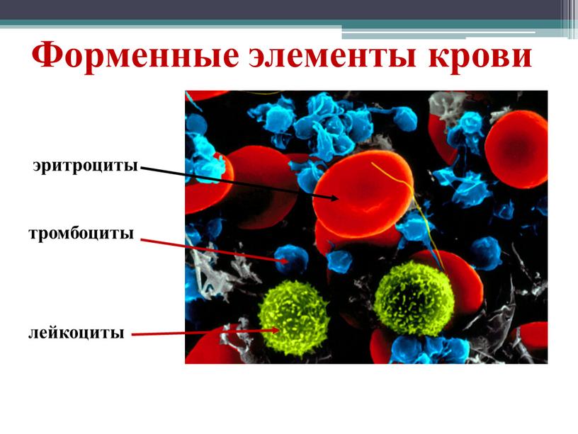 Форменные элементы крови эритроциты лейкоциты тромбоциты