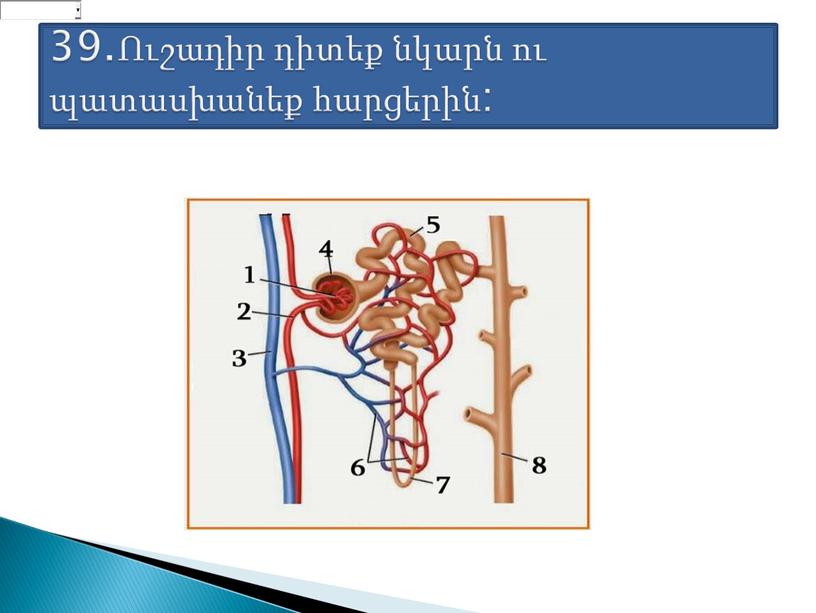 39.Ուշադիր դիտեք նկարն ու պատասխանեք հարցերին: