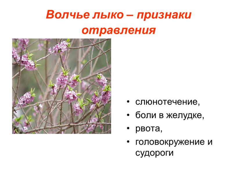 Волчье лыко – признаки отравления слюнотечение, боли в желудке, рвота, головокружение и судороги