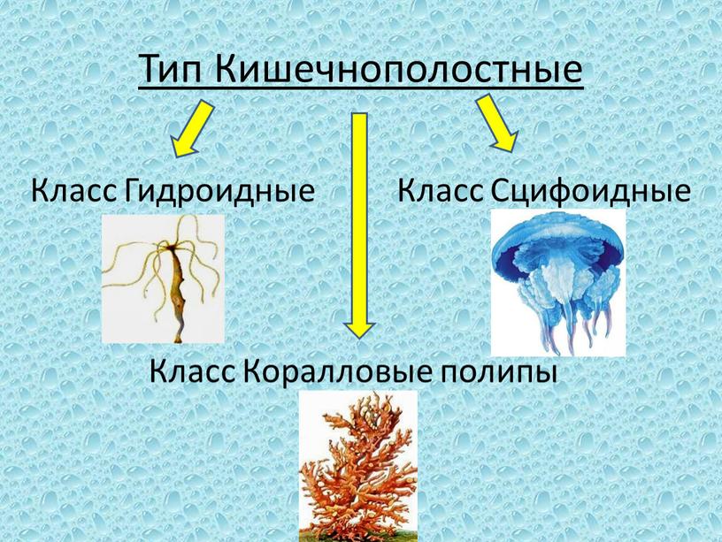 Тип Кишечнополостные Класс Гидроидные