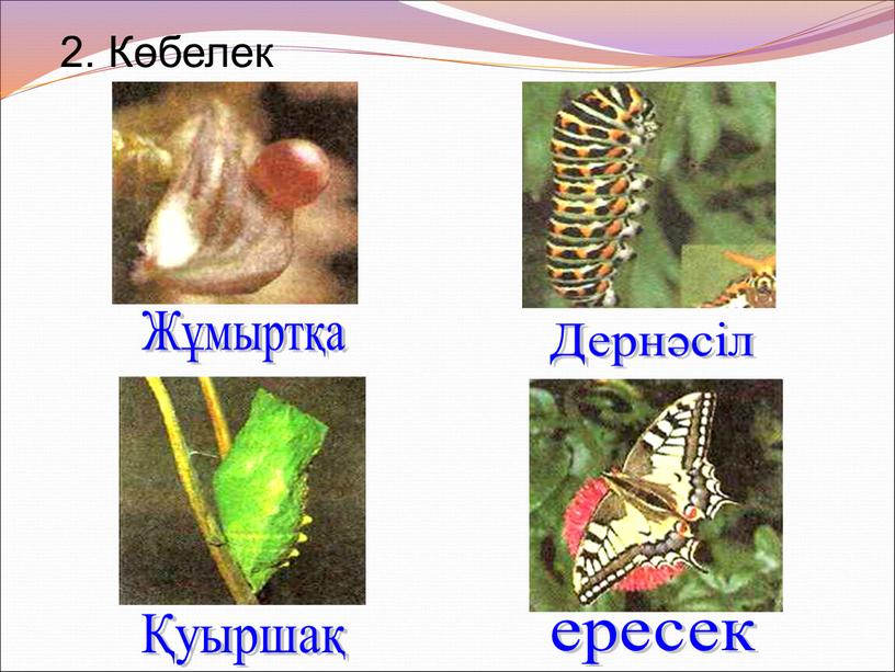 Көбелек Жұмыртқа Дернәсіл Қуыршақ ересек