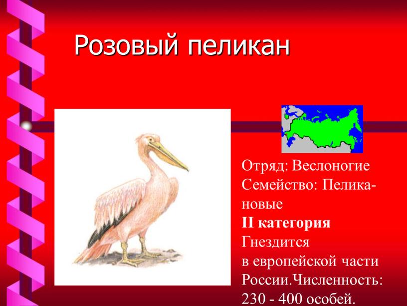 Розовый пеликан Отряд: Веслоногие