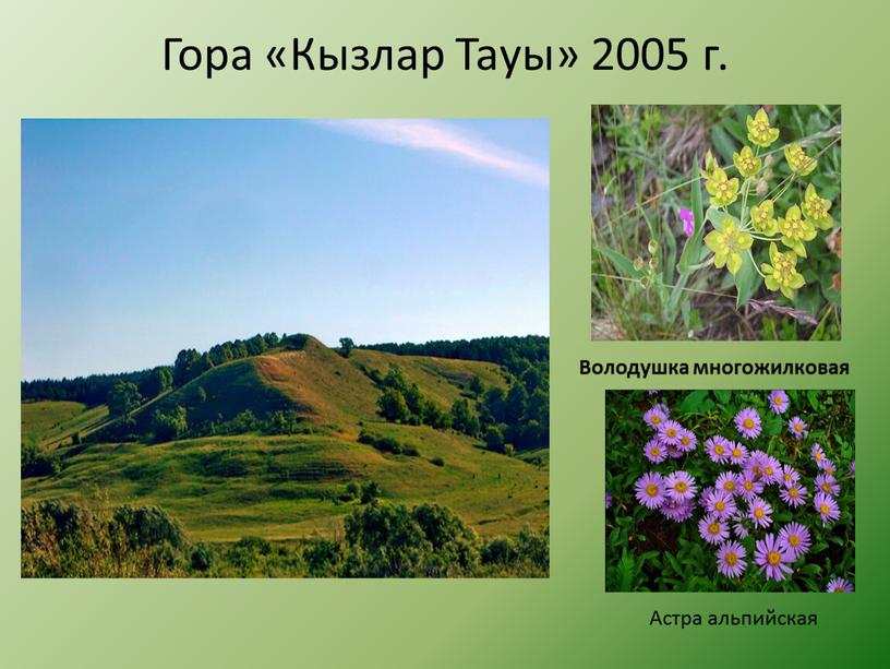 Гора «Кызлар Тауы» 2005 г. Володушка многожилковая