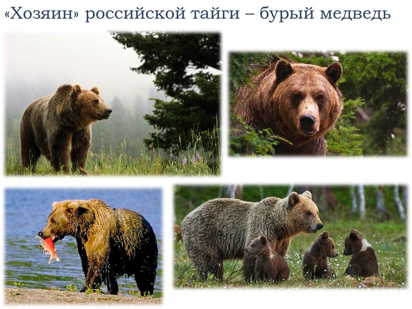 Хозяин» российской тайги – бурый медведь