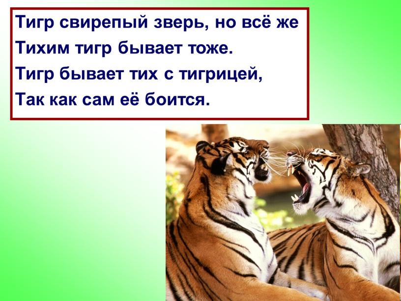 Тигр свирепый зверь, но всё же