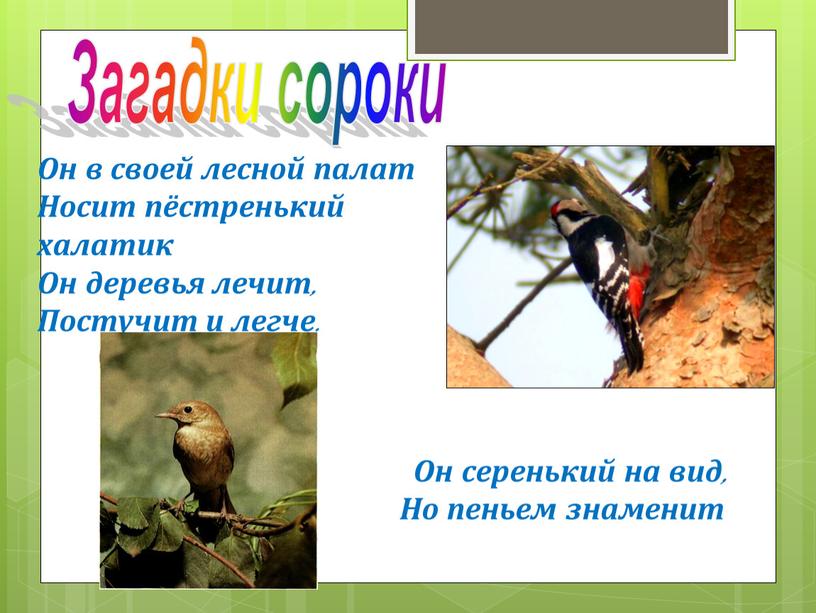 Загадки сороки Он в своей лесной палат