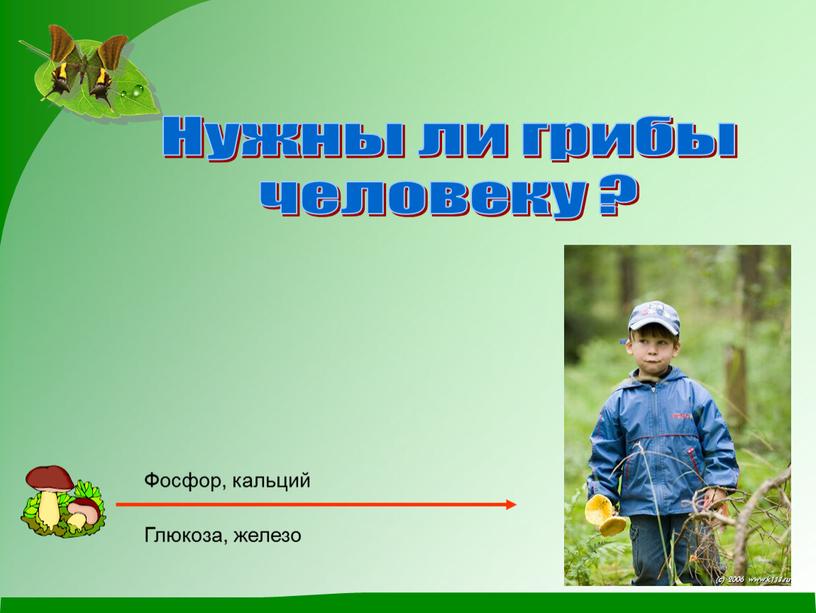 Нужны ли грибы человеку ? Фосфор, кальций