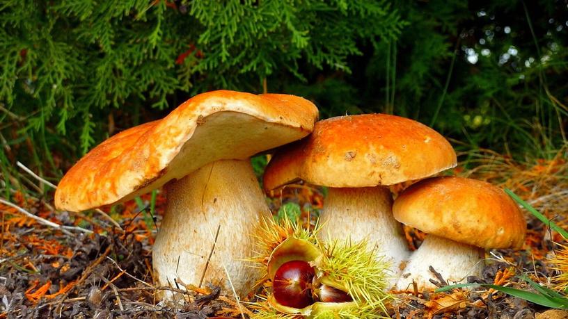 Осенью грибы растут?