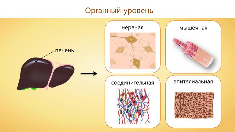 Органный уровень