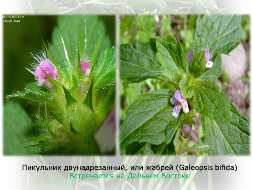 Пикульник двунадрезанный, или жабрей (Galeopsis bifida)