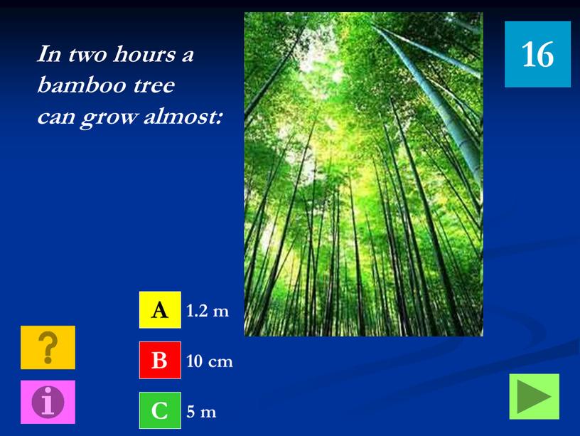 In two hours a bamboo tree can grow almost: