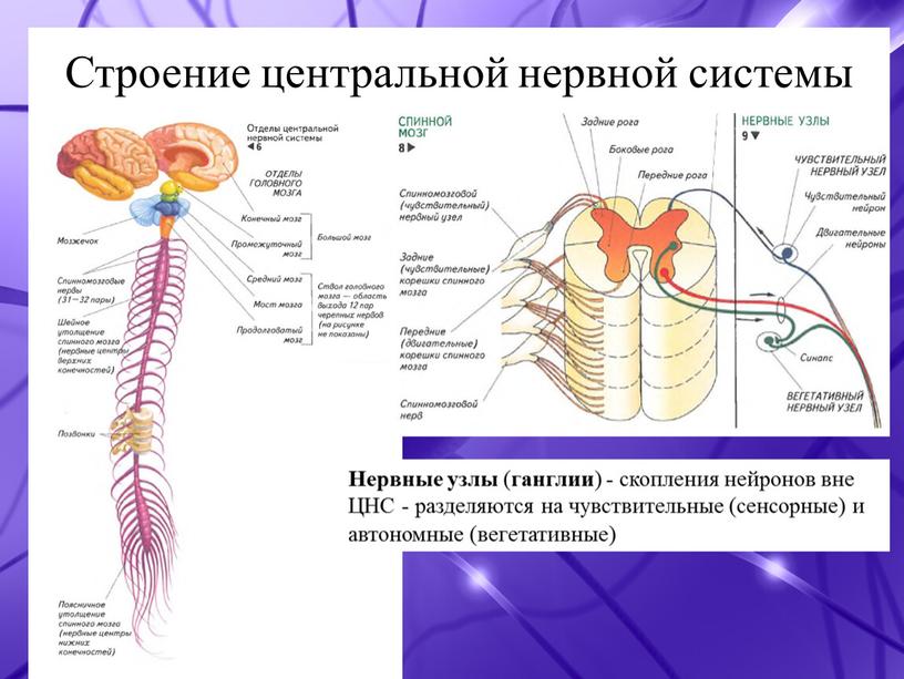 Строение центральной нервной системы