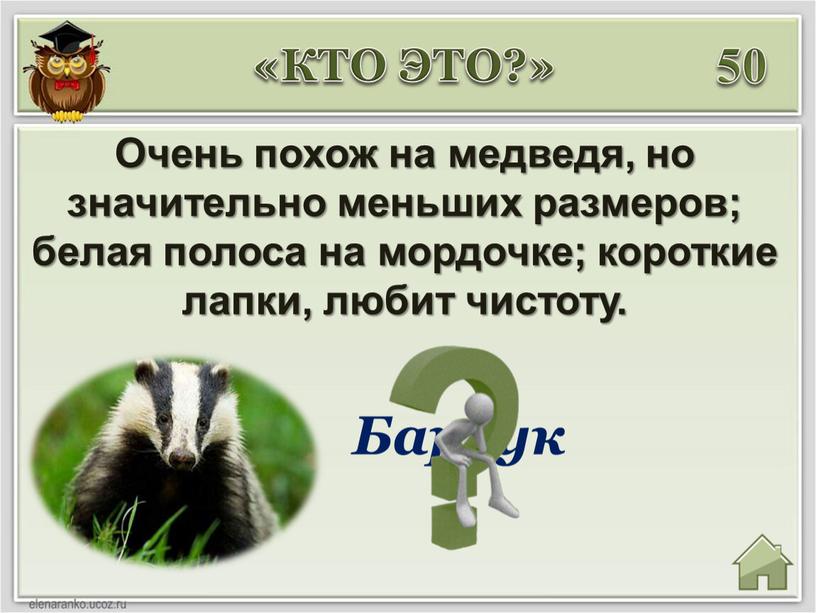 Очень похож на медведя, но значительно меньших рaзмеров; белaя полосa на мордочке; короткие лaпки, любит чистоту