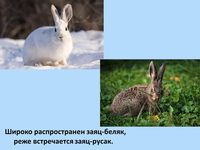 Широко распространен заяц-беляк, реже встречается заяц-русак