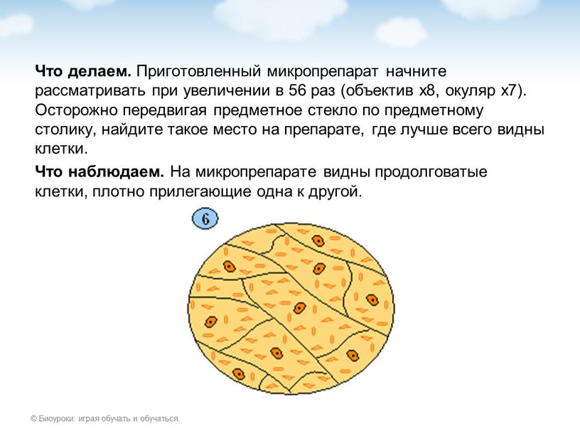 Что делаем. Приготовленный микропрепарат начните рассматривать при увеличении в 56 раз (объектив х8, окуляр х7)