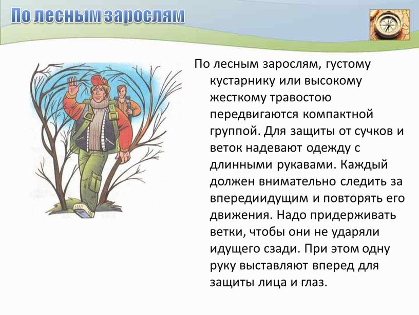 По лесным зарослям По лесным зарослям, густому кустарнику или высокому жесткому травостою передвигаются компактной группой