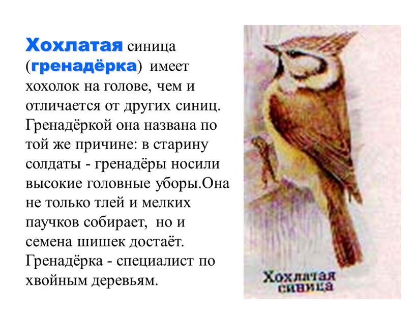 Хохлатая синица ( гренадёрка ) имеет хохолок на голове, чем и отличается от других синиц