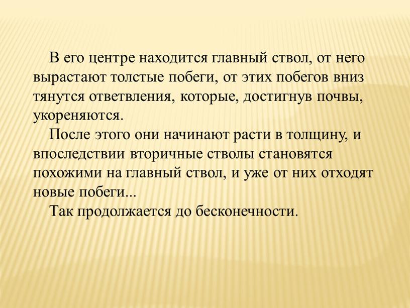 В его центре находится главный ствол, от него вырастают толстые побеги, от этих побегов вниз тянутся ответвления, которые, достигнув почвы, укореняются