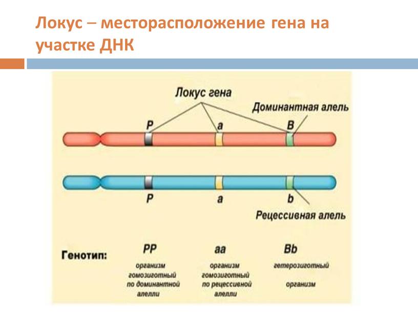 Локус – месторасположение гена на участке