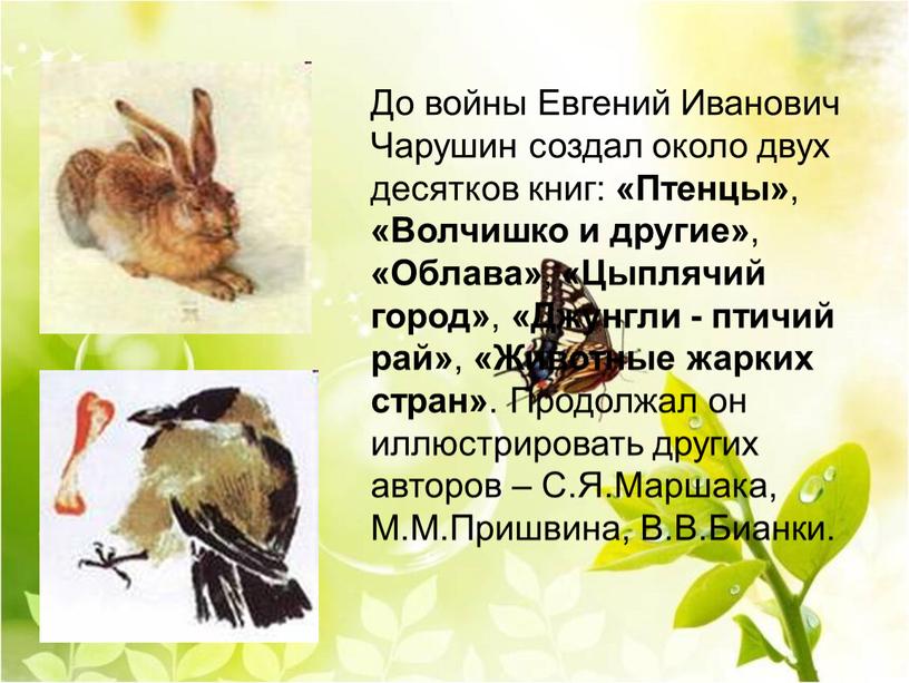 До войны Евгений Иванович Чарушин создал около двух десятков книг: «Птенцы» , «Волчишко и другие» , «Облава» , «Цыплячий город» , «Джунгли - птичий рай»…
