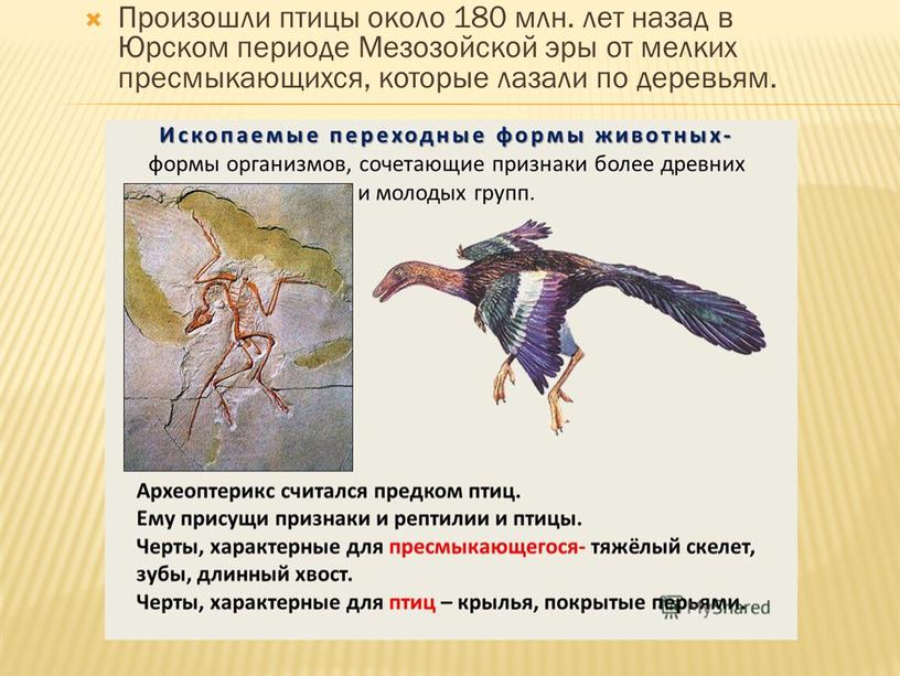 Произошли птицы около 180 млн. лет назад в