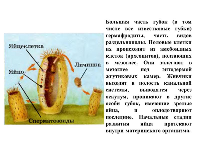 Большая часть губок (в том числе все известковые губки) гермафродиты, часть видов раздельнополы