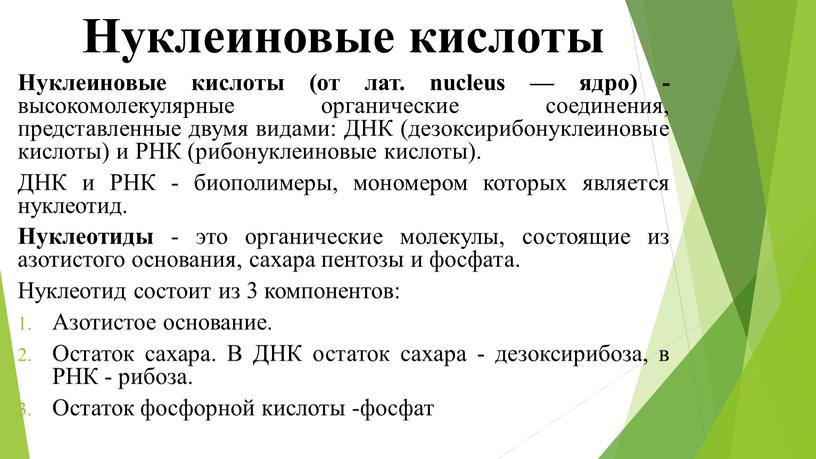 Нуклеиновые кислоты Нуклеиновые кислоты (от лат