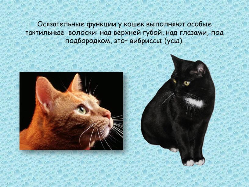 Осязательные функции у кошек выполняют особые тактильные волоски: над верхней губой, над глазами, под подбородком, это– вибриссы (усы)